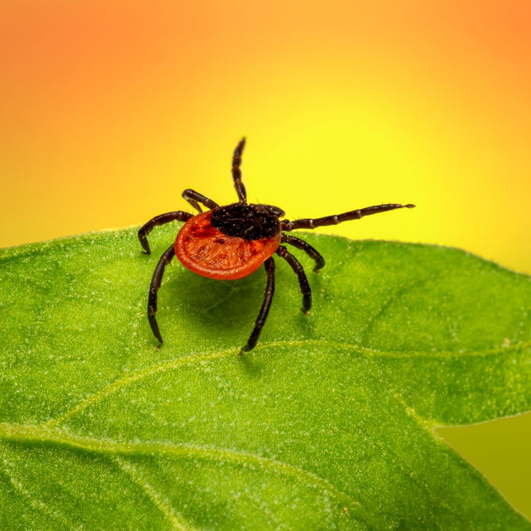 Augsburg Ist Nun FSME Hochrisikogebiet Besser Gesund Magazin
