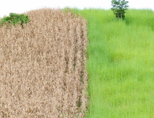 Heuschnupfen und Klimawandel: Wie sich die Allergie verändert