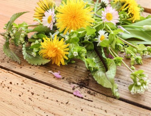 Frühling auf dem Teller: Wildkräuter, die Sie jetzt stärken